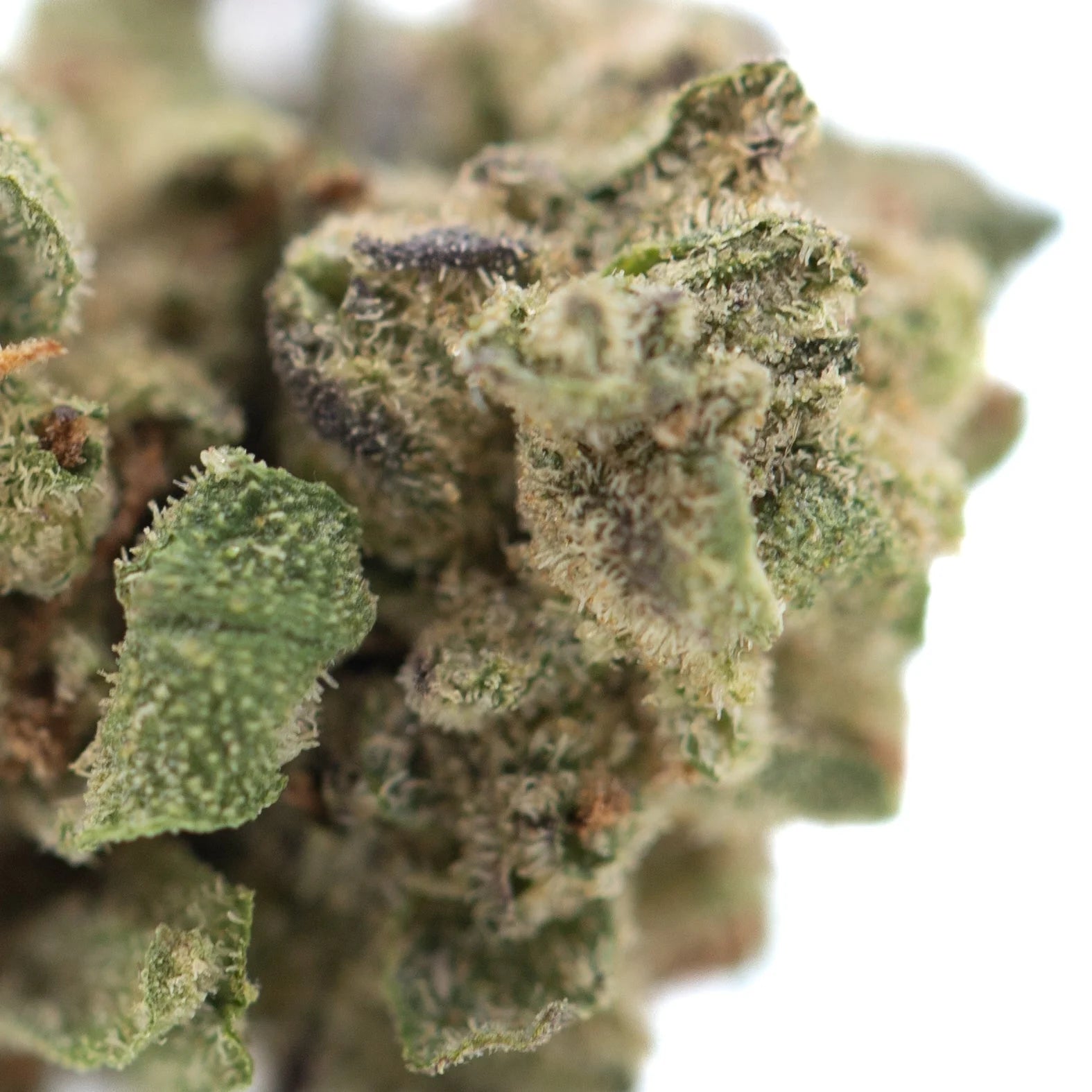 A dense green nascar thca hemp flower bud with frosty trichomes and purple undertones for physical relaxation