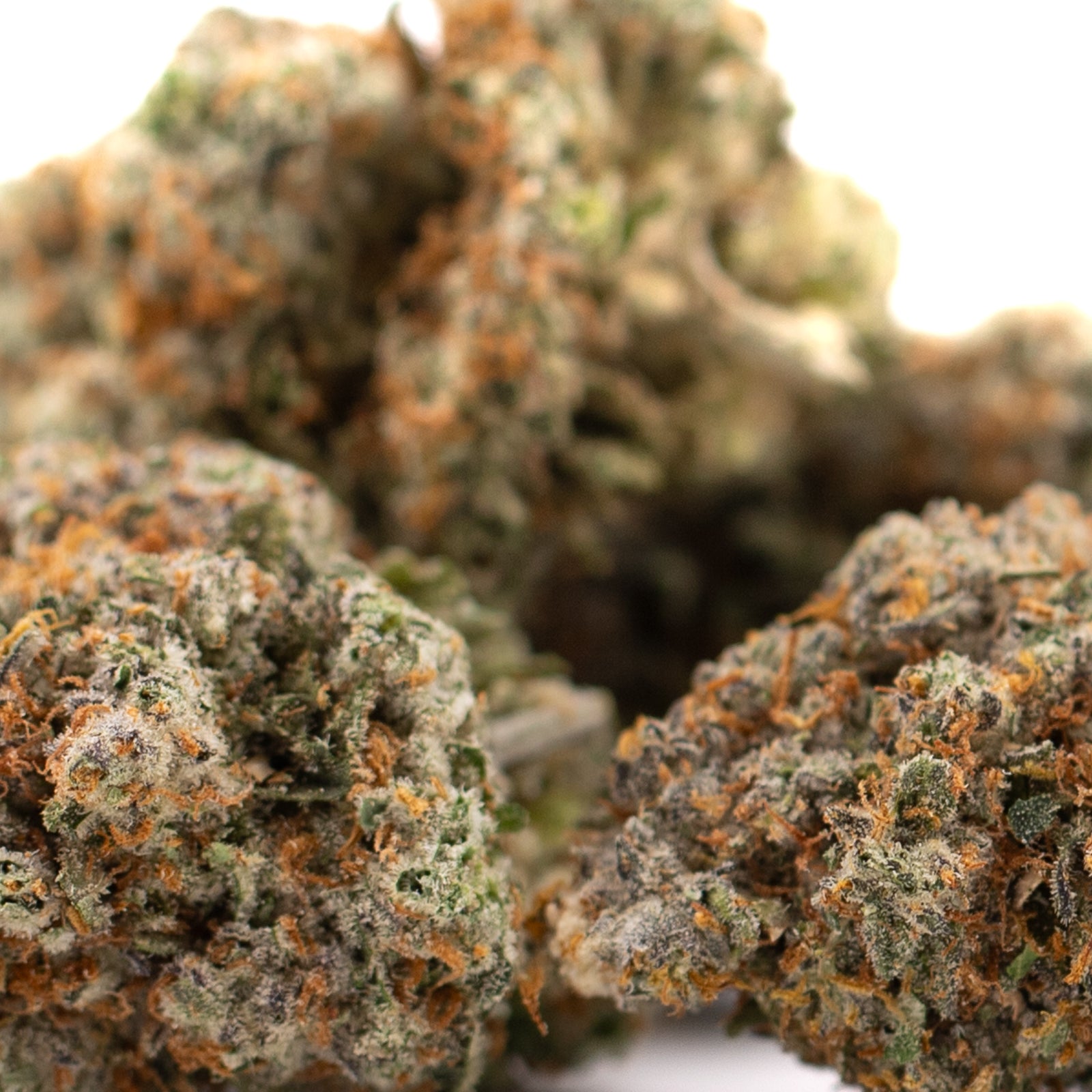 Nectarine Jelly THCa flower bud with orange green hues and trichomes