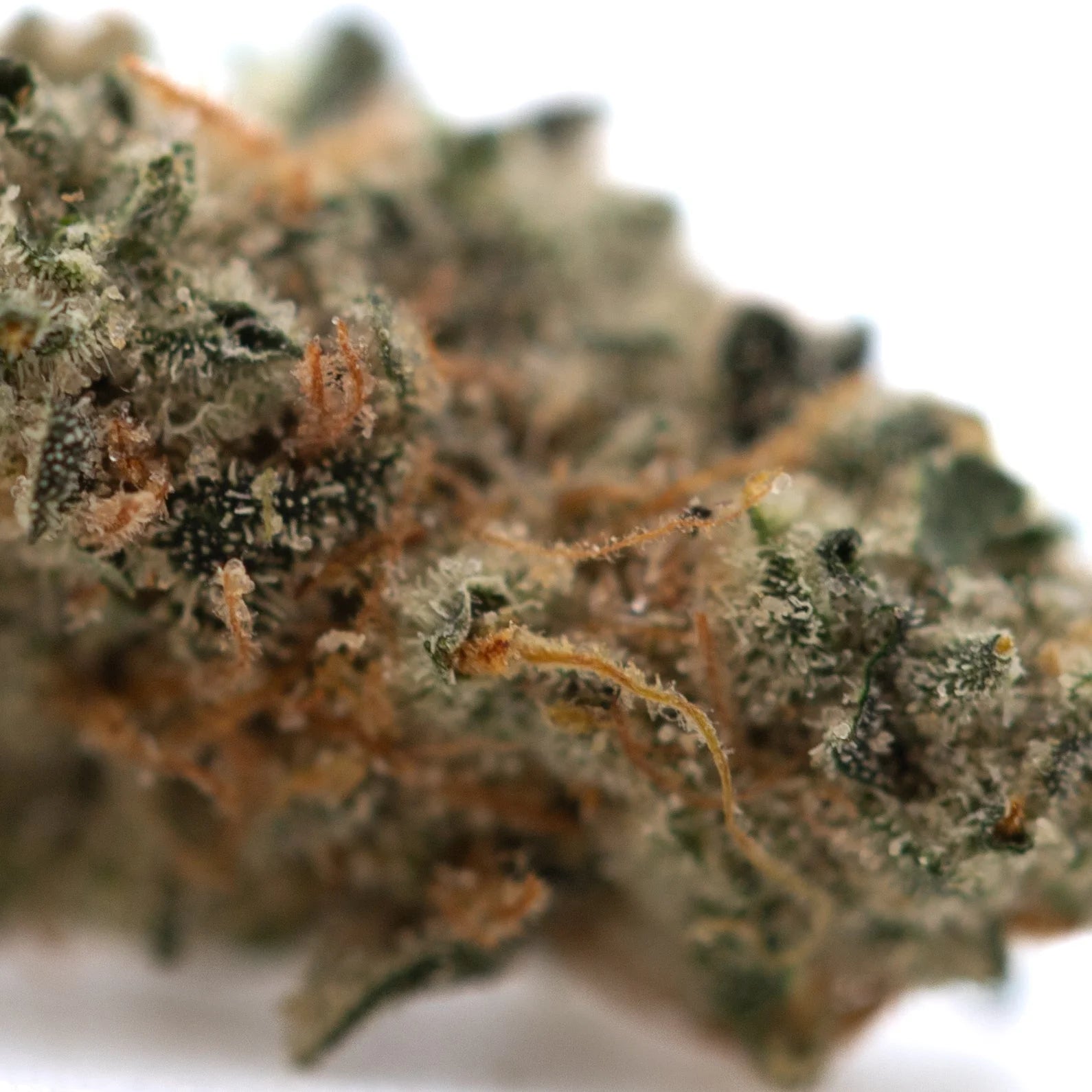 A dense green and orange northern lights indoor thca flower smalls bud covered in frosty trichomes