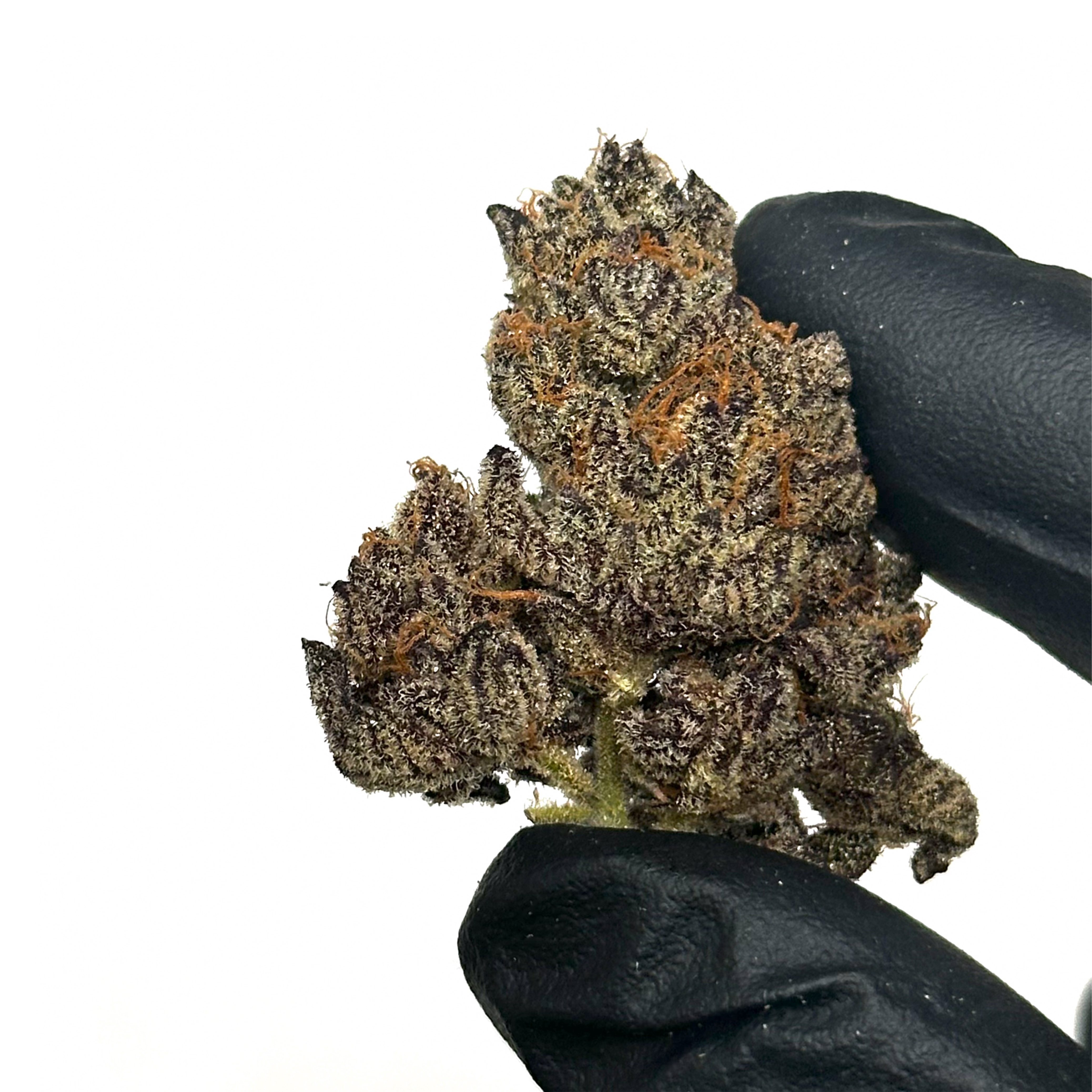 Obama Kush Indoor THCa Flower - 5g - Plants