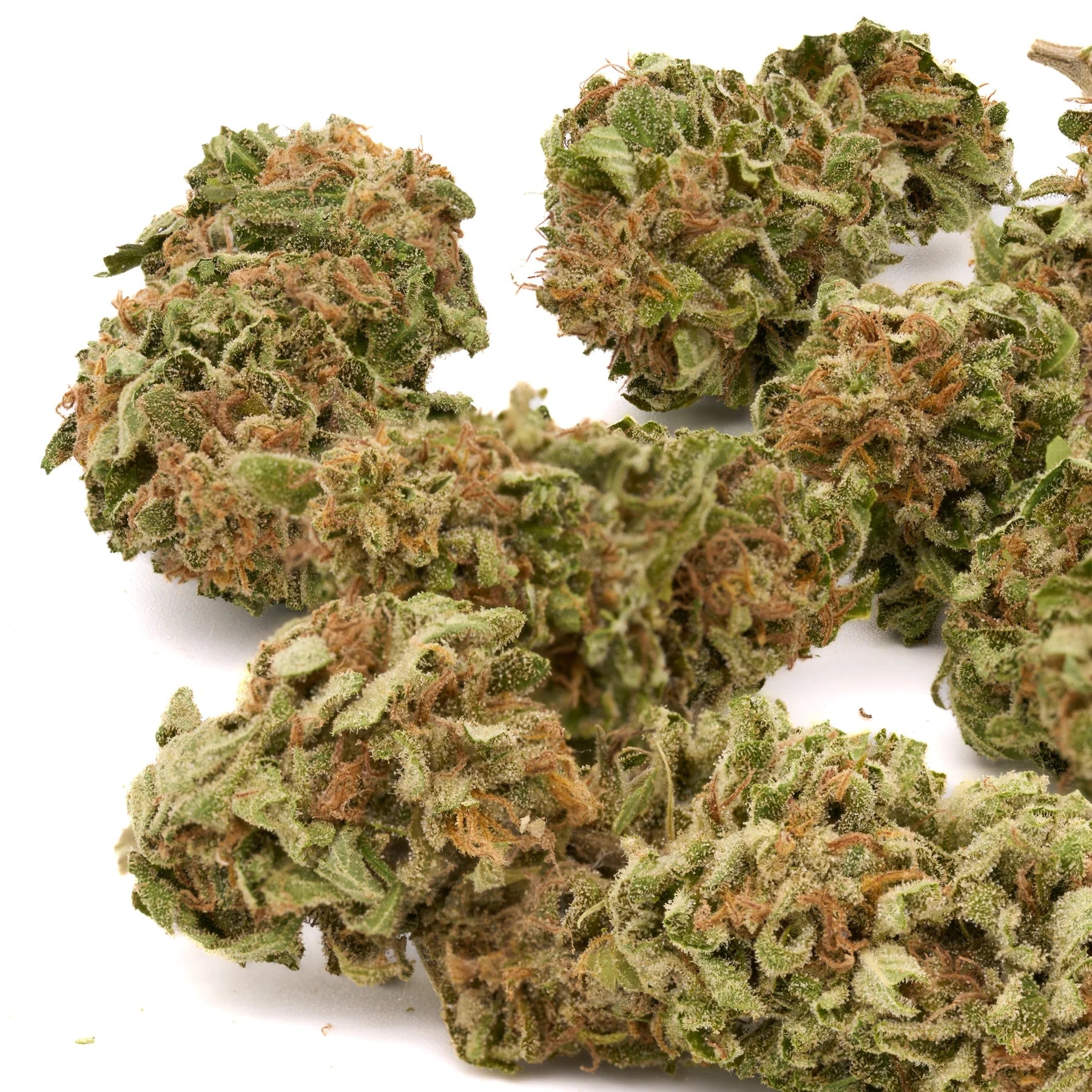 OG Kush THCa Hemp Flower Greenhouse - Plants