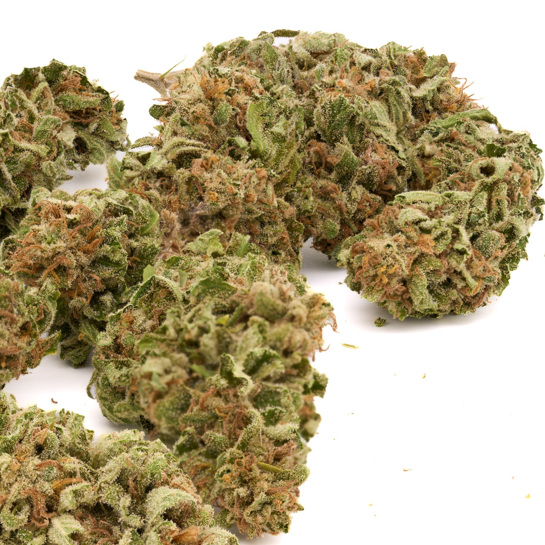 OG Kush THCa Hemp Flower Greenhouse - Plants