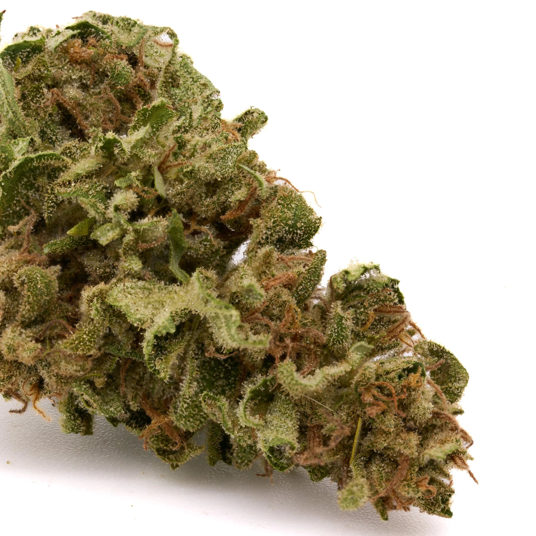 OG Kush THCa Hemp Flower Greenhouse - Plants