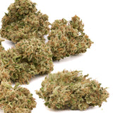 OG Watermelon THCa Hemp Flower - Plants