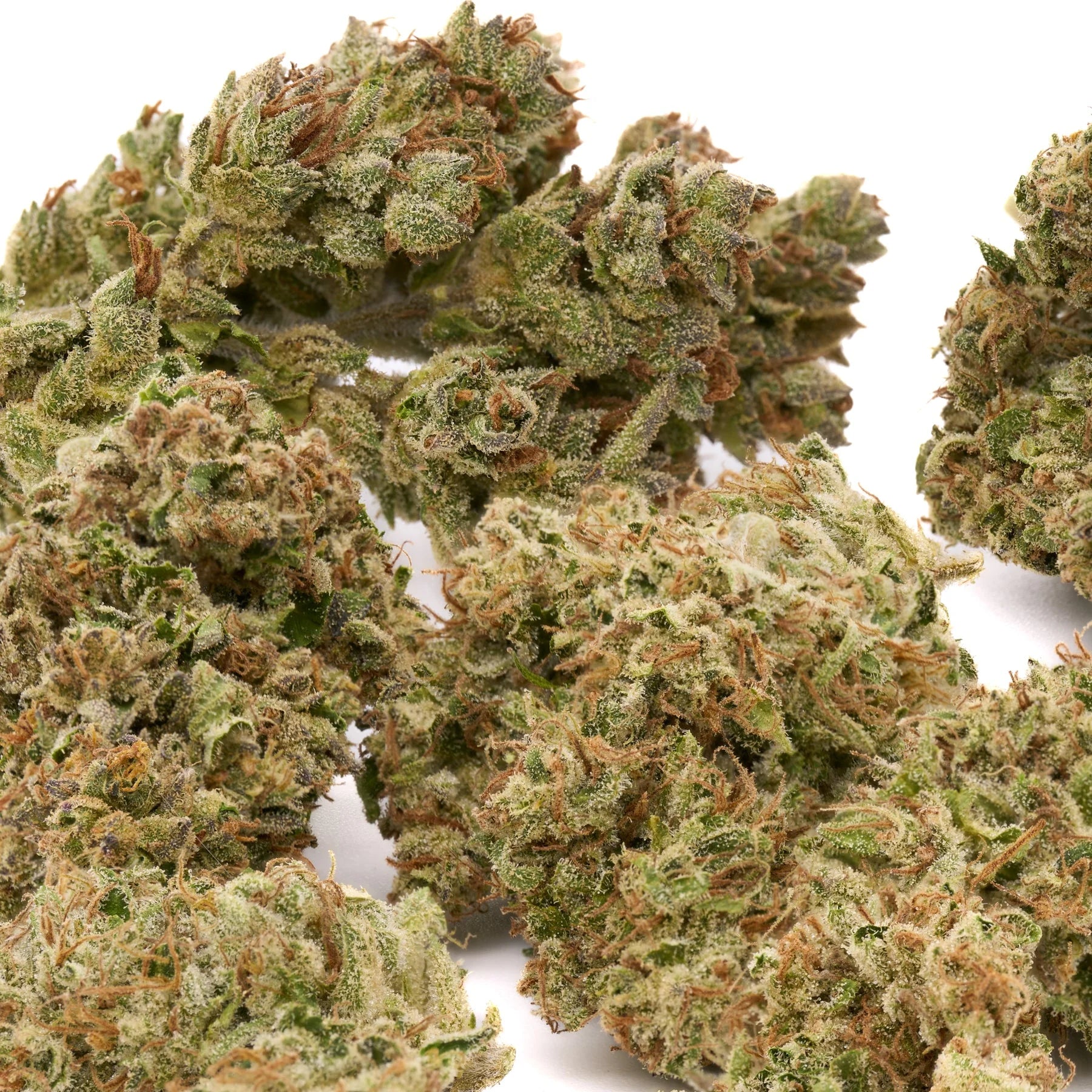 OG Watermelon THCa Hemp Flower - Plants