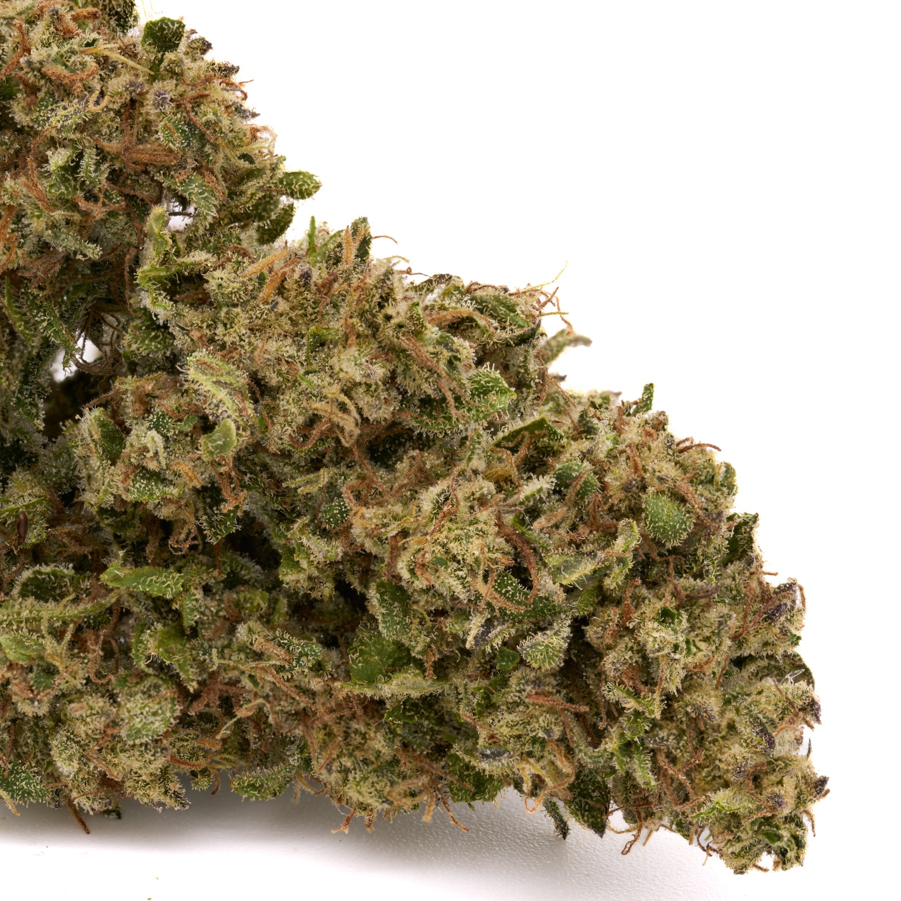 OG Watermelon THCa Hemp Flower Wholesale - Plants