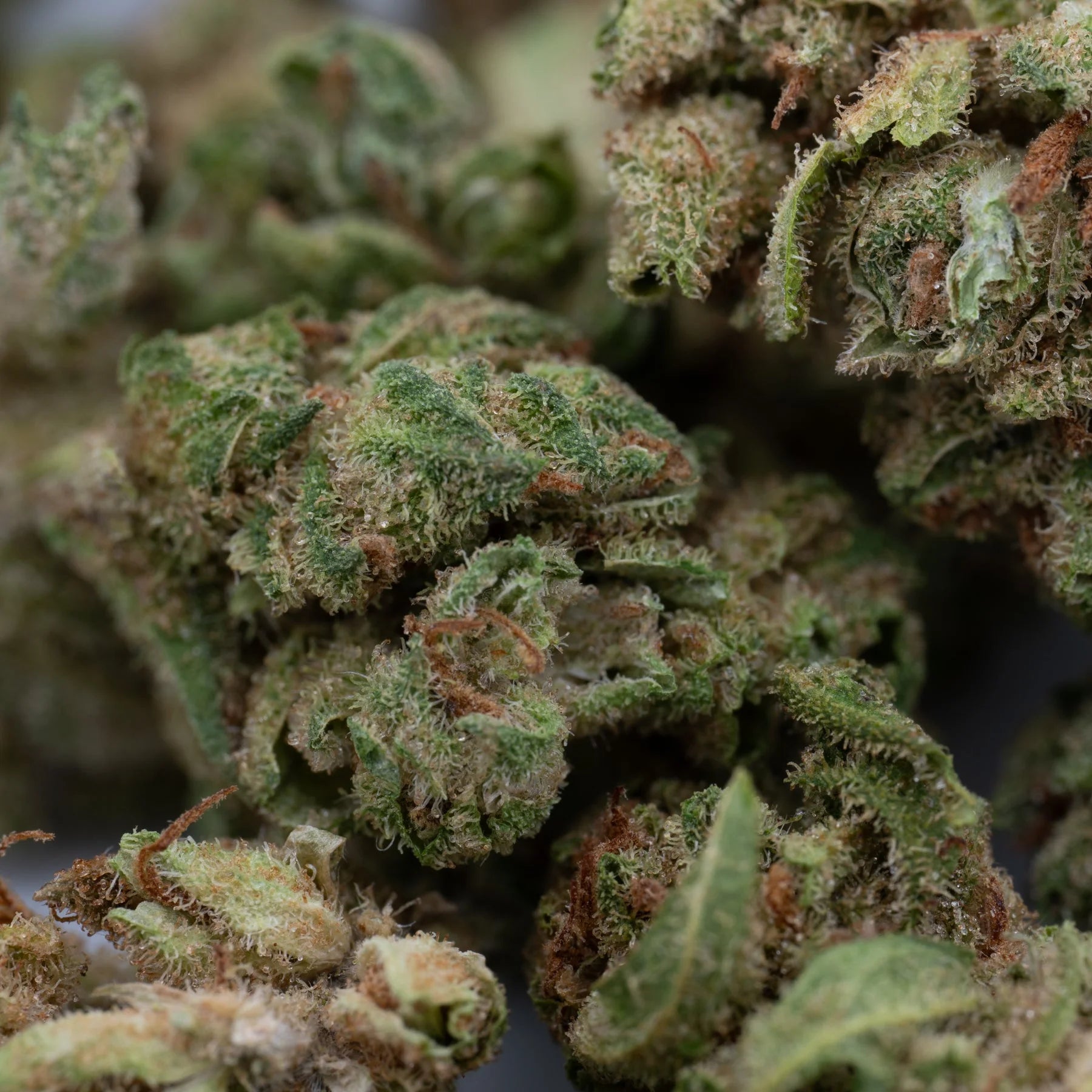 OG Watermelon THCa Hemp Flower Wholesale (Smalls) - Plants