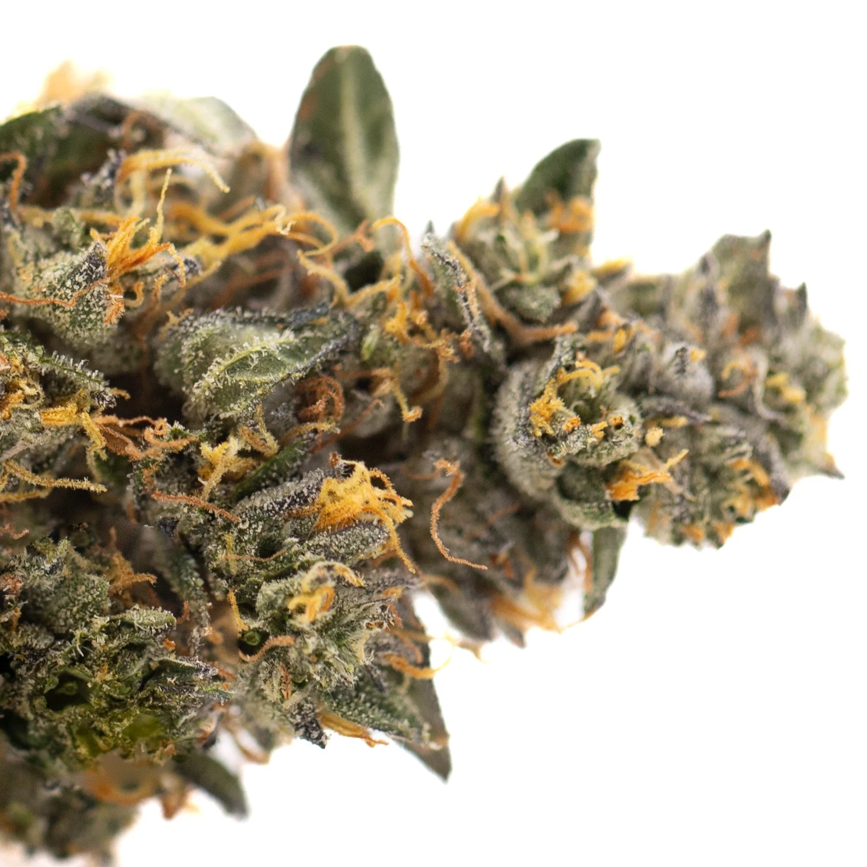 A dense frosty orange runtz indoor thca flower bud with vibrant green leaves and golden orange pistils african orange