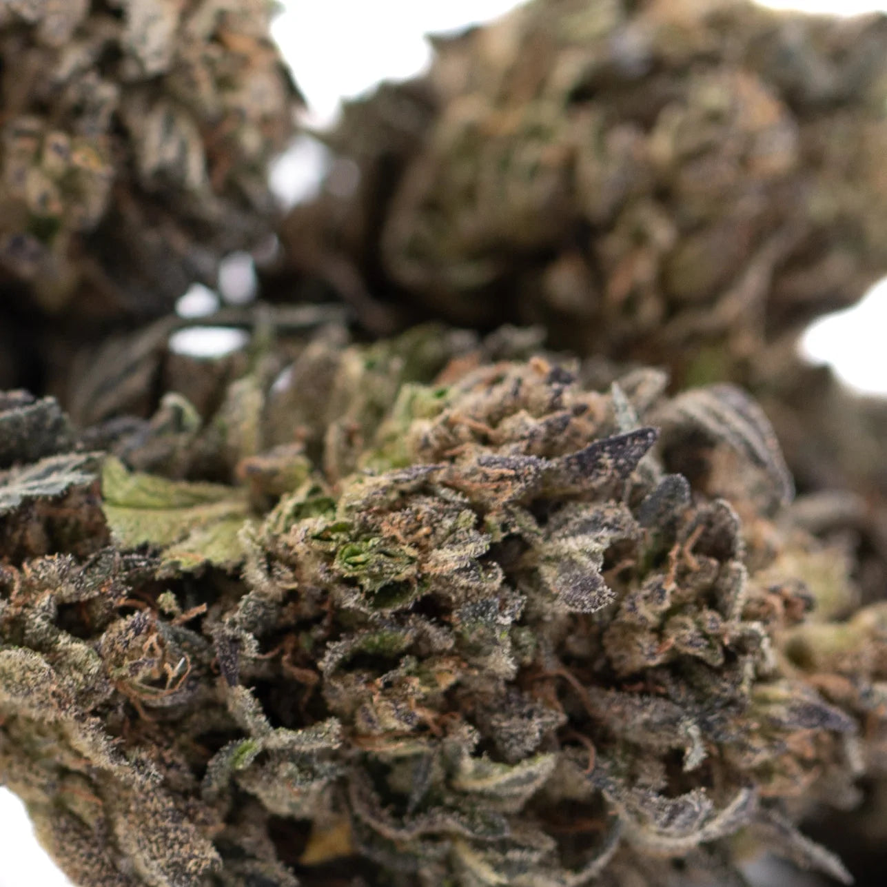 A dense orange runtz thca flower with green and brown hues covered in fine trichomes for morning motivation