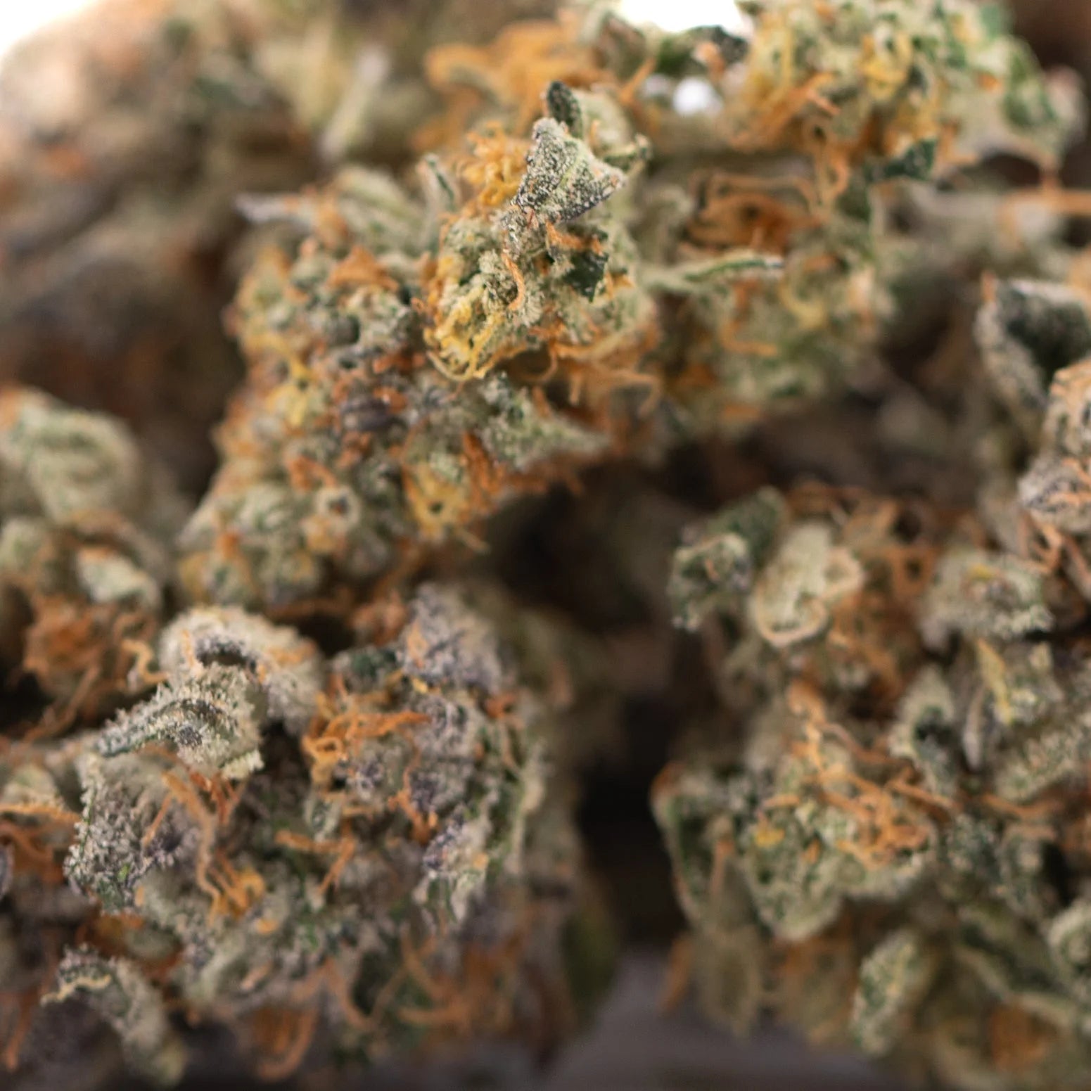 A dense orange sumo indoor thca flower bud with green and orange hues covered in resinous white trichomes from indoor cultivation