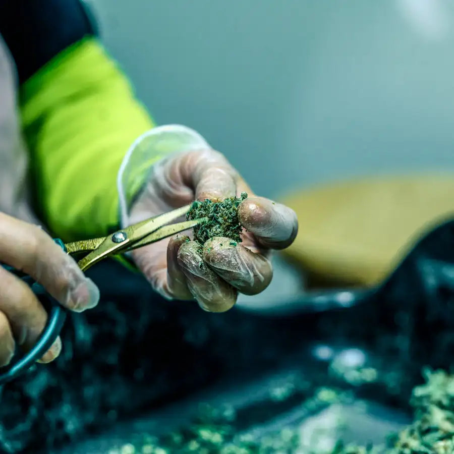 A pair of gold-toned scissors with a sleek, metallic finish is being used to trim green plant material held in gloved hands.