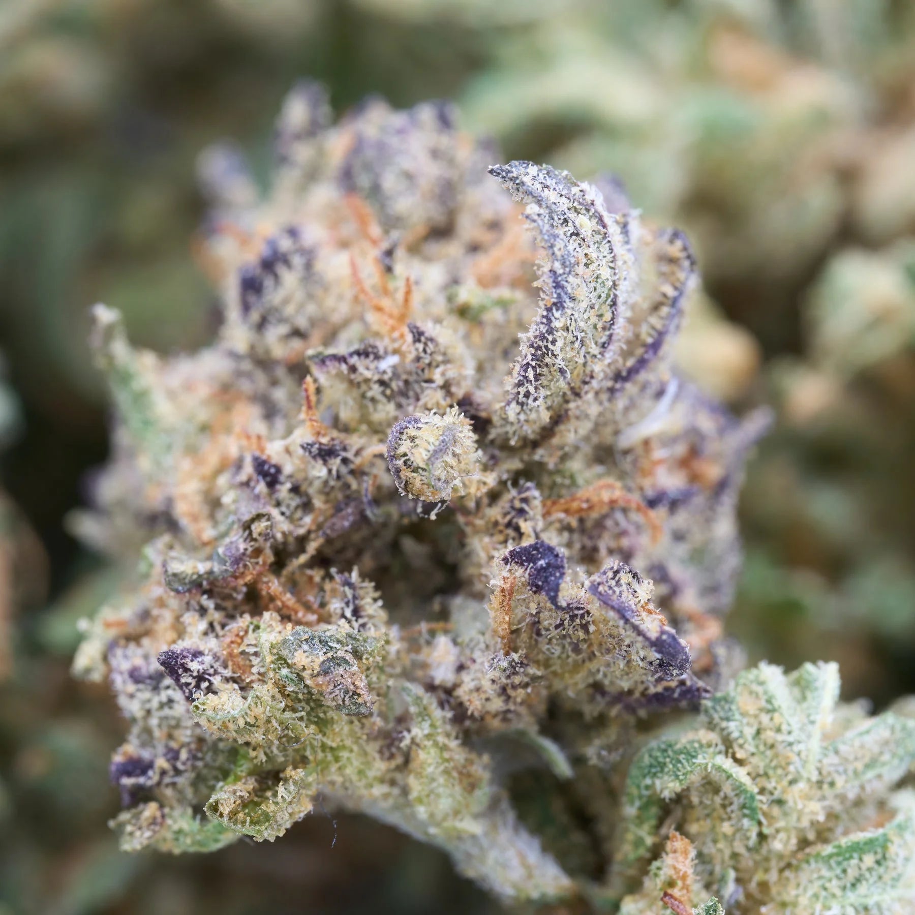 Pancakes THCa Hemp Flower Smalls - Plants