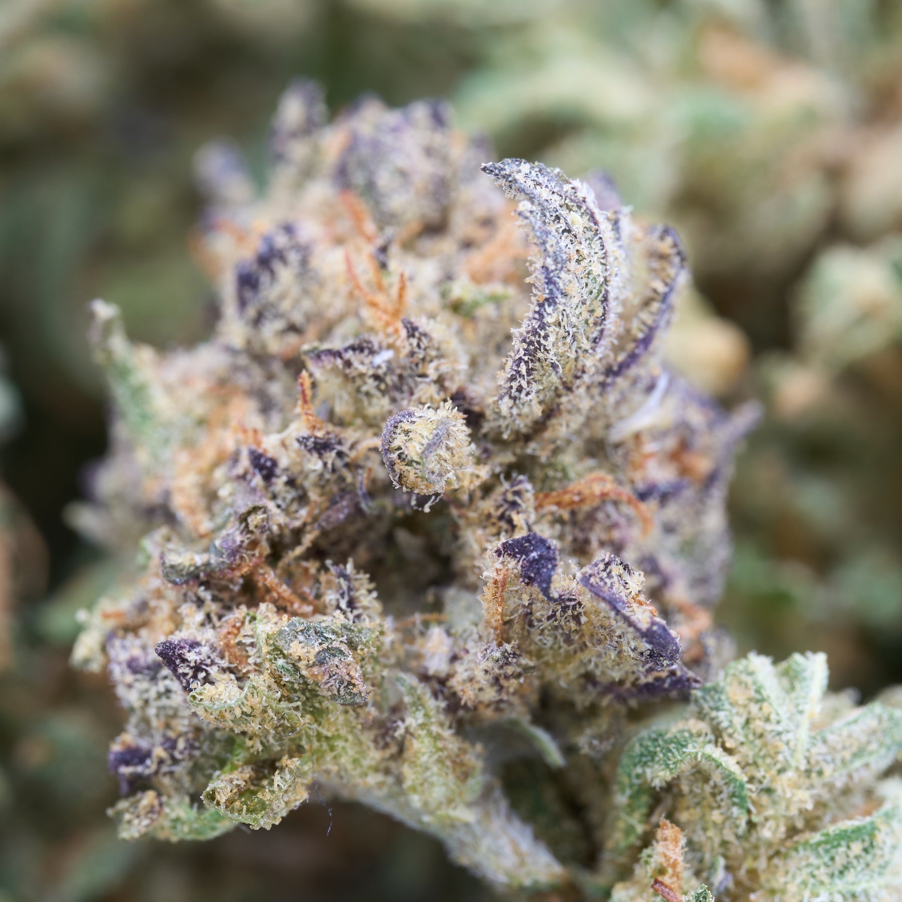 Pancakes THCa Hemp Flower Smalls - Plants