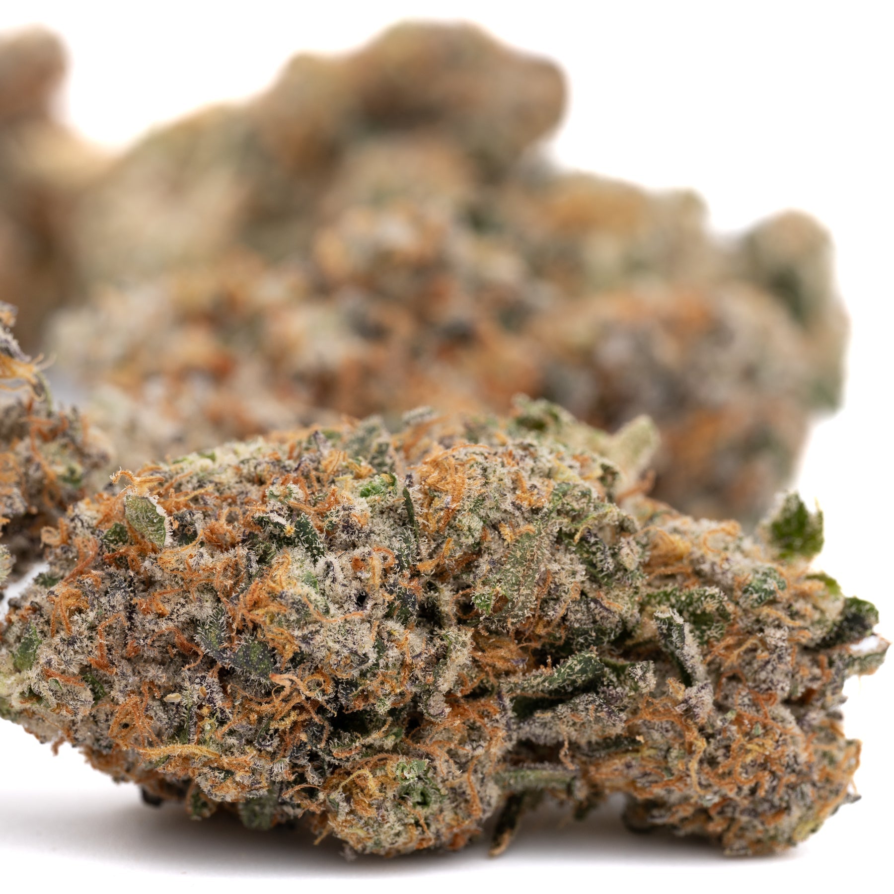 Party Animals Indoor THCa Flower - Plants