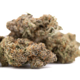 A dense resinous peach rainbow indoor thca flower bud with green and orange hues in indoor hemp flower form