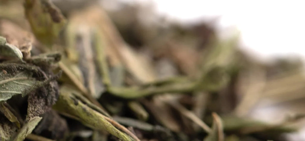 How to Maximize THCA Percentage: Light, Nutrients, and Harvest Timing