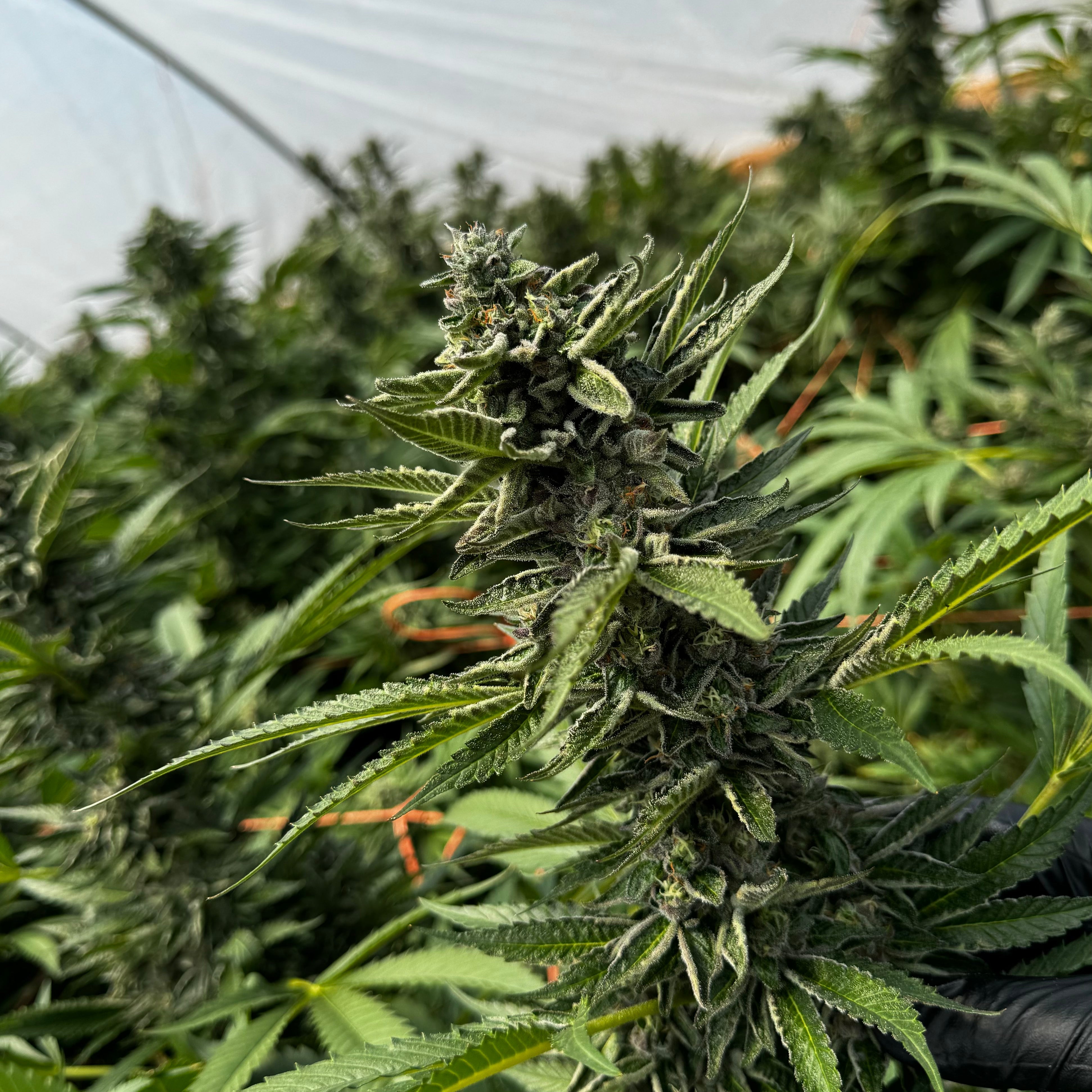 Pineapple Express THCa Hemp Flower Greenhouse - Plants