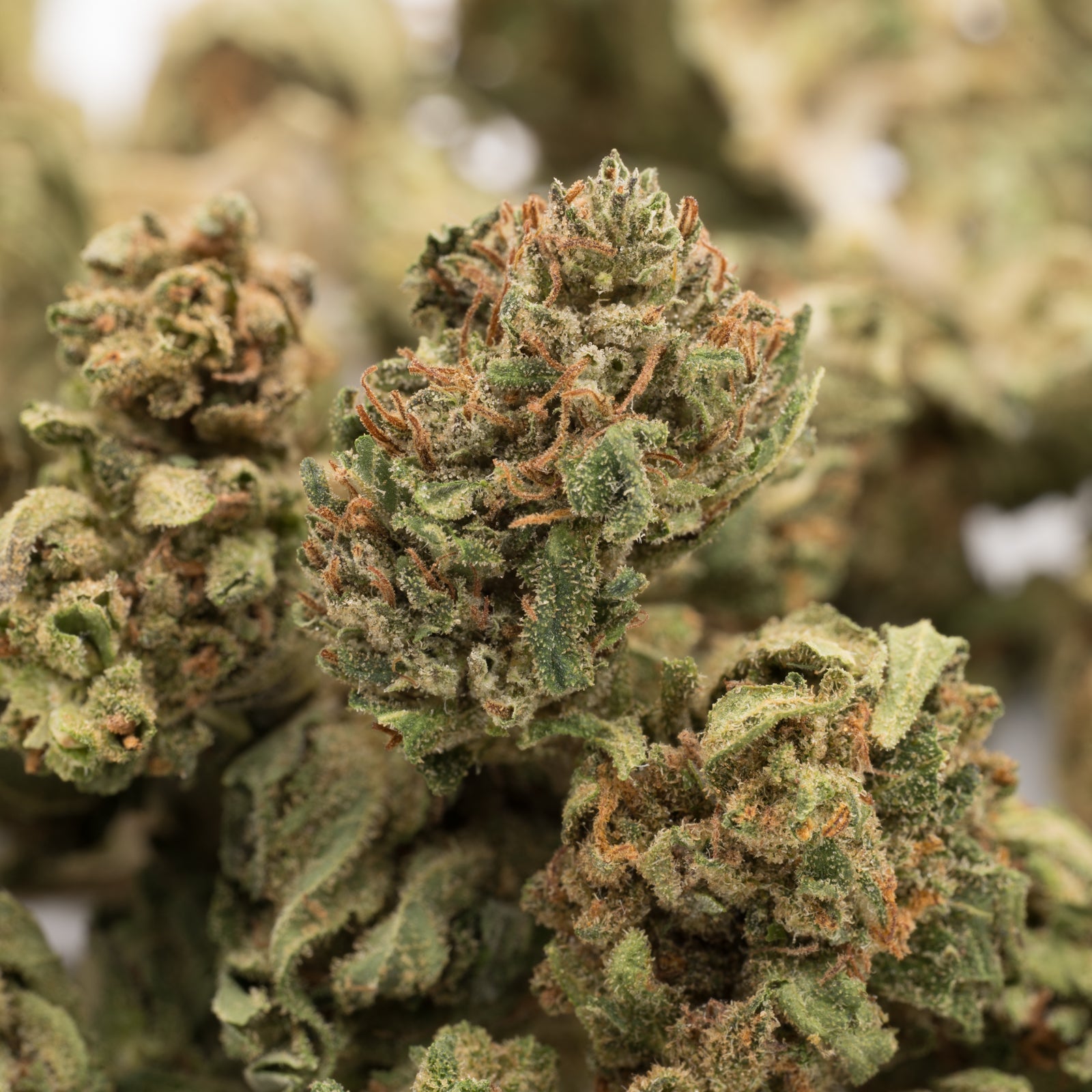 Premium Pineapple Express THCa hemp flower smalls with dense trichomes