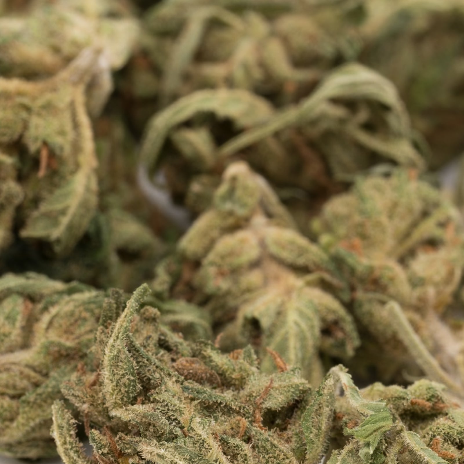 Premium Pineapple Express THCa hemp flower smalls with green buds and trichomes