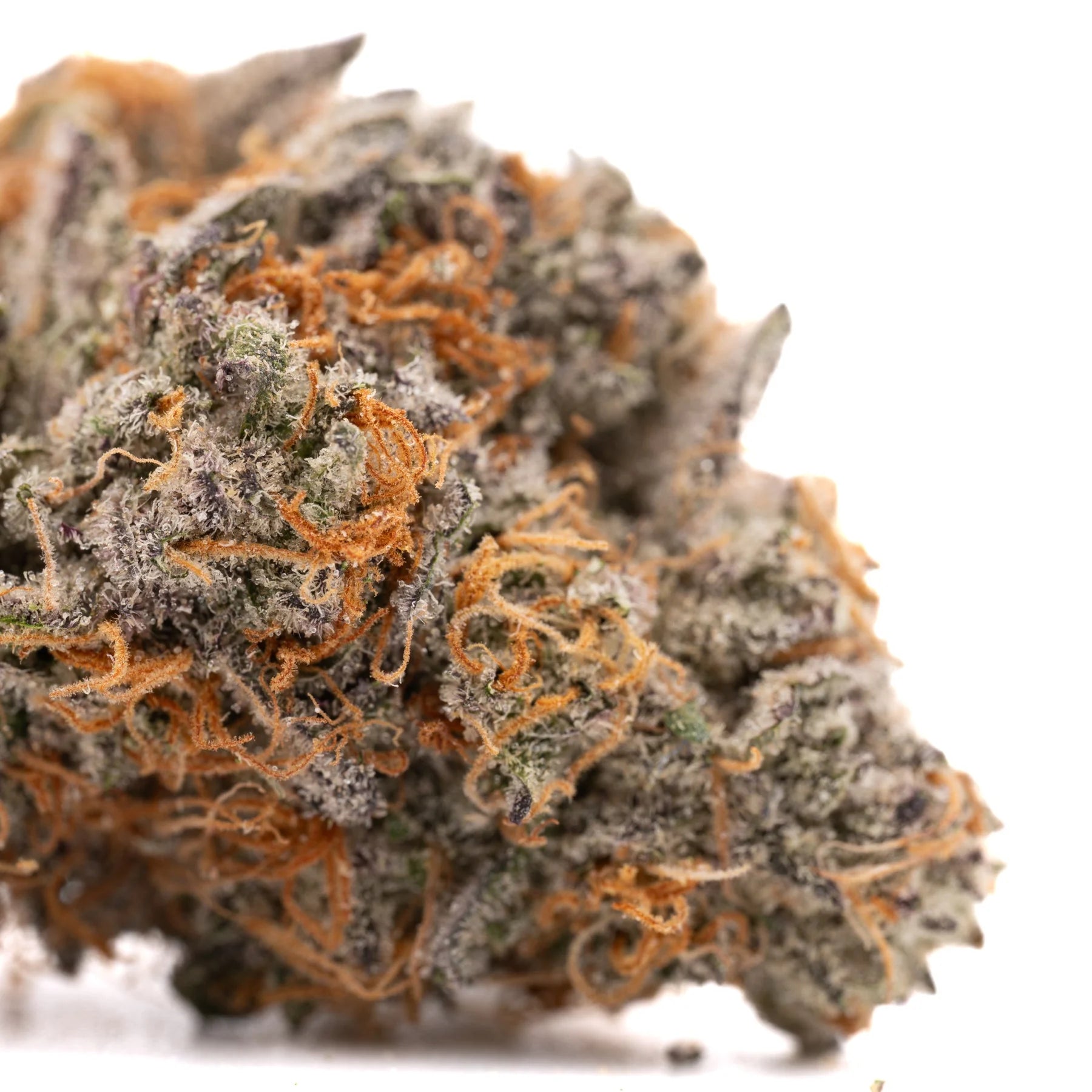 Pink Panties Indoor THCa Flower - Plants