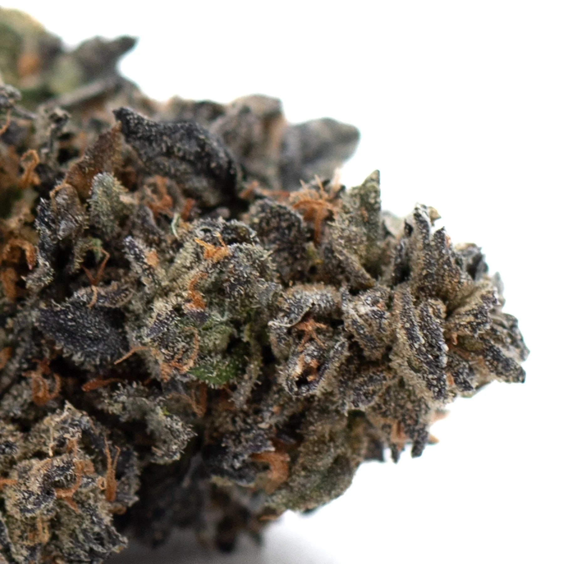Dense Pink Runtz hemp flower bud with purple hues and potent effects