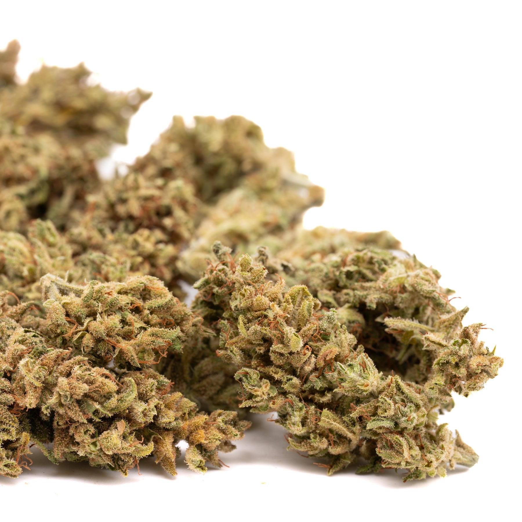 Pivot CBD Hemp Flower - Plants