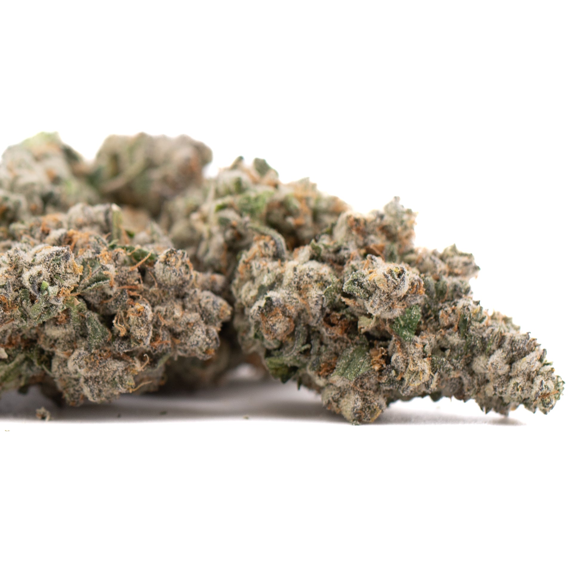 Premium Platinum Cookies THCa Flower bud with dense trichomes