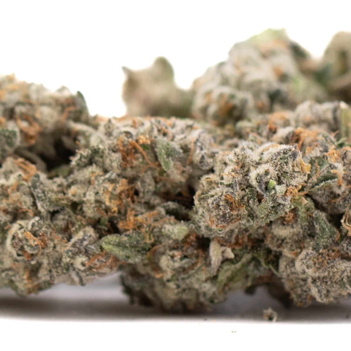 Premium Platinum Cookies THCa Flower: Dense Trichomes, Vibrant Green Bud