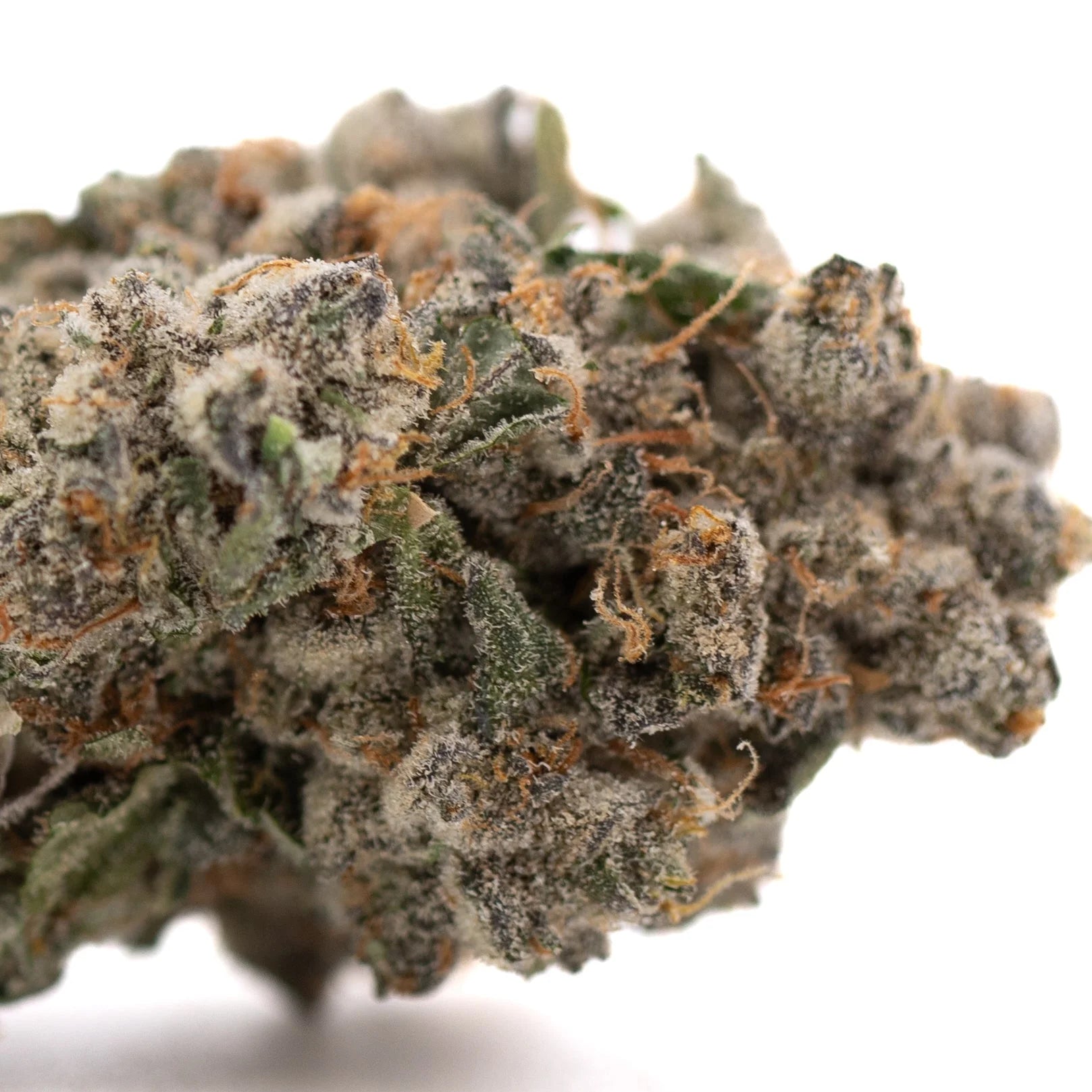 Premium Platinum Cookies THCa hemp flower bud with dense trichomes