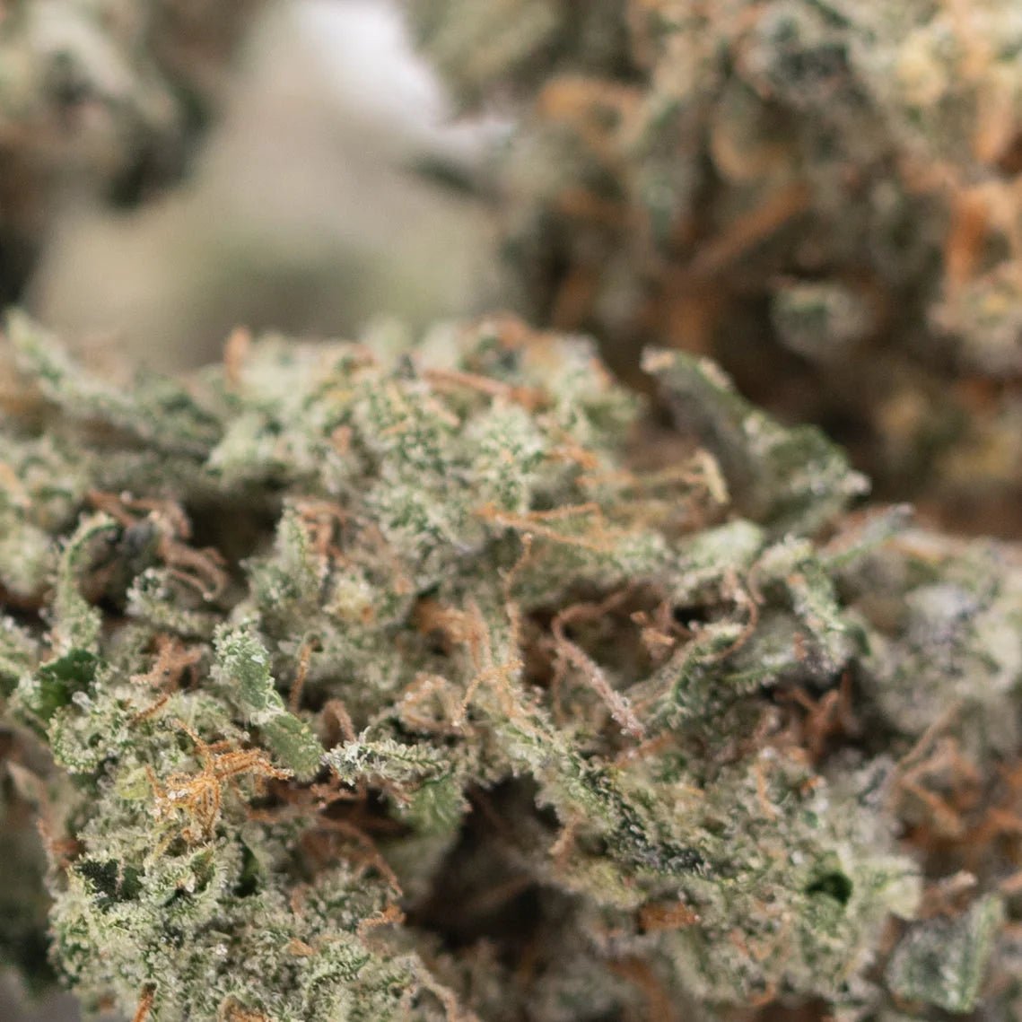 Dense frosty green platinum huckleberry cookies indoor thca flower hemp flower with fine orange pistils and textured surface