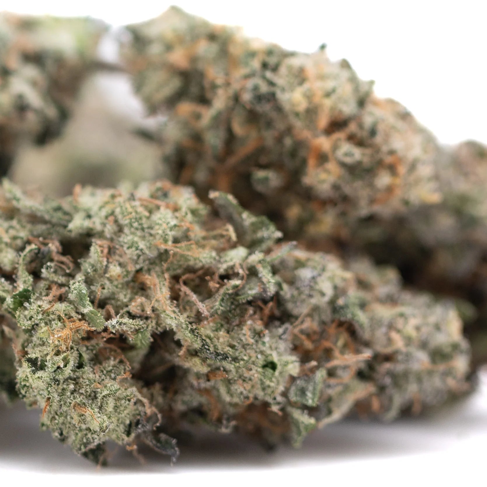 A dense green platinum huckleberry cookies indoor thca flower bud with frosty white trichomes and orange pistils