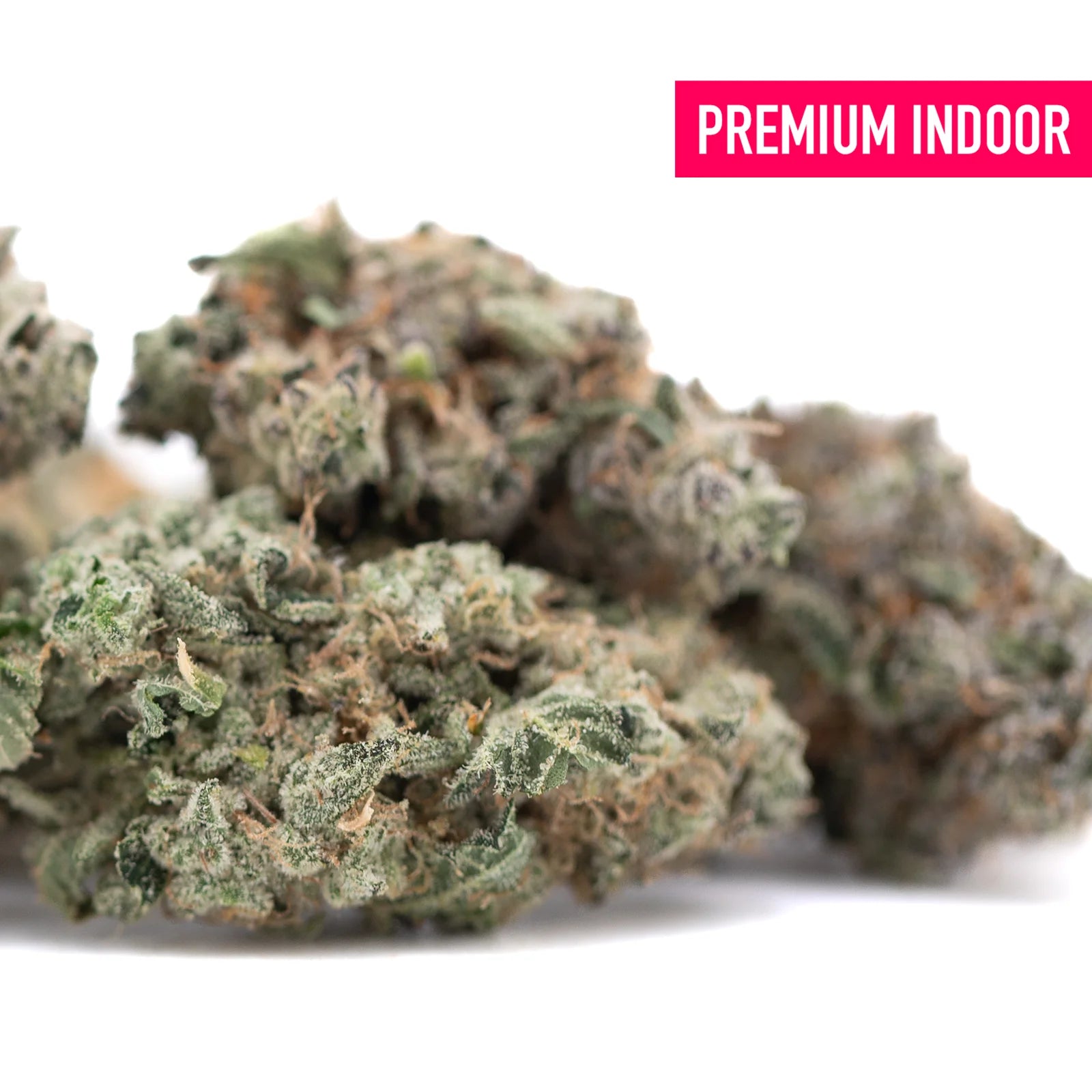 Premium indoor platinum huckleberry cookies thca flower with dense greenish-gray trichomes and orange pistils hemp flower
