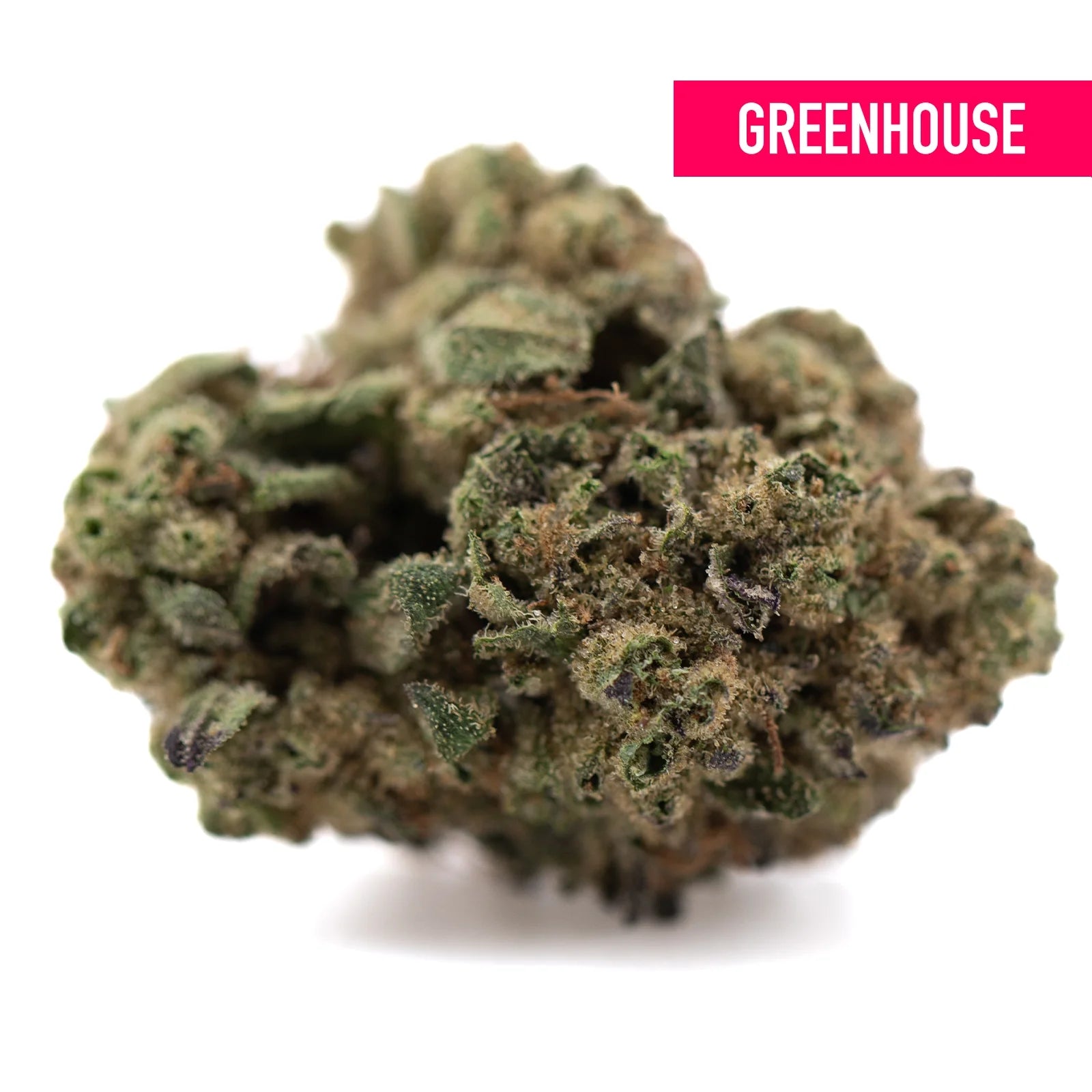 A dense green poison gushers thca hemp flower bud with textured trichomes and subtle purple undertones for resin production