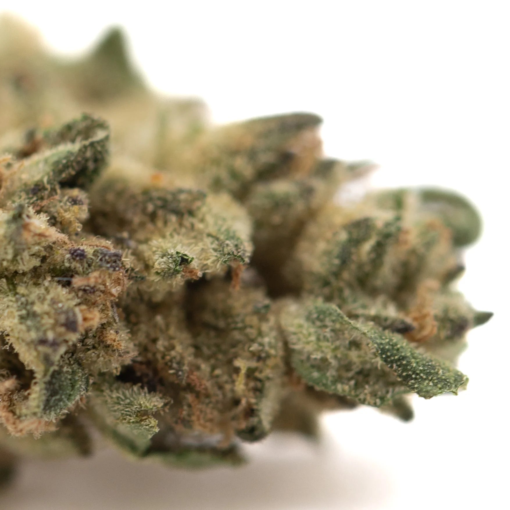 A dense green poison gushers thca hemp flower bud with trichomes and subtle purple undertones for greenhouse smalls