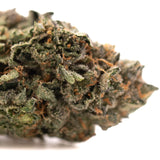 Dense trichome-covered Pressure #2 Indoor THCa Flower with orange pistils and complex terpene profile