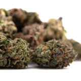 Dried hemp flower with trichomes and orange hairs from Pressure #2 Indoor THCa Flower Wholesale featuring Gary Payton strain