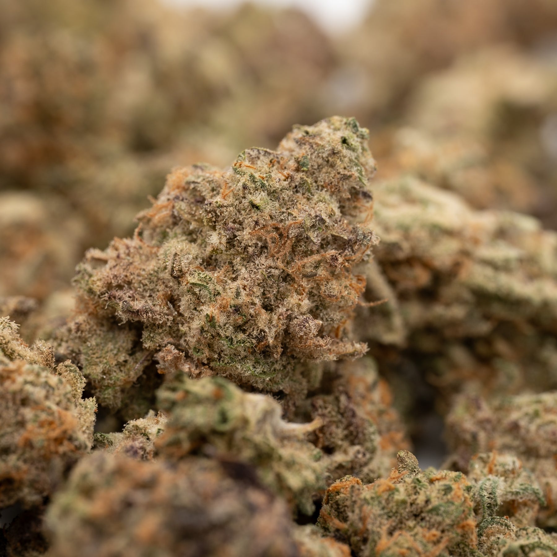 Pile of dried Pressure THCa Indoor Hemp Flower Smalls with trichomes and orange hairs