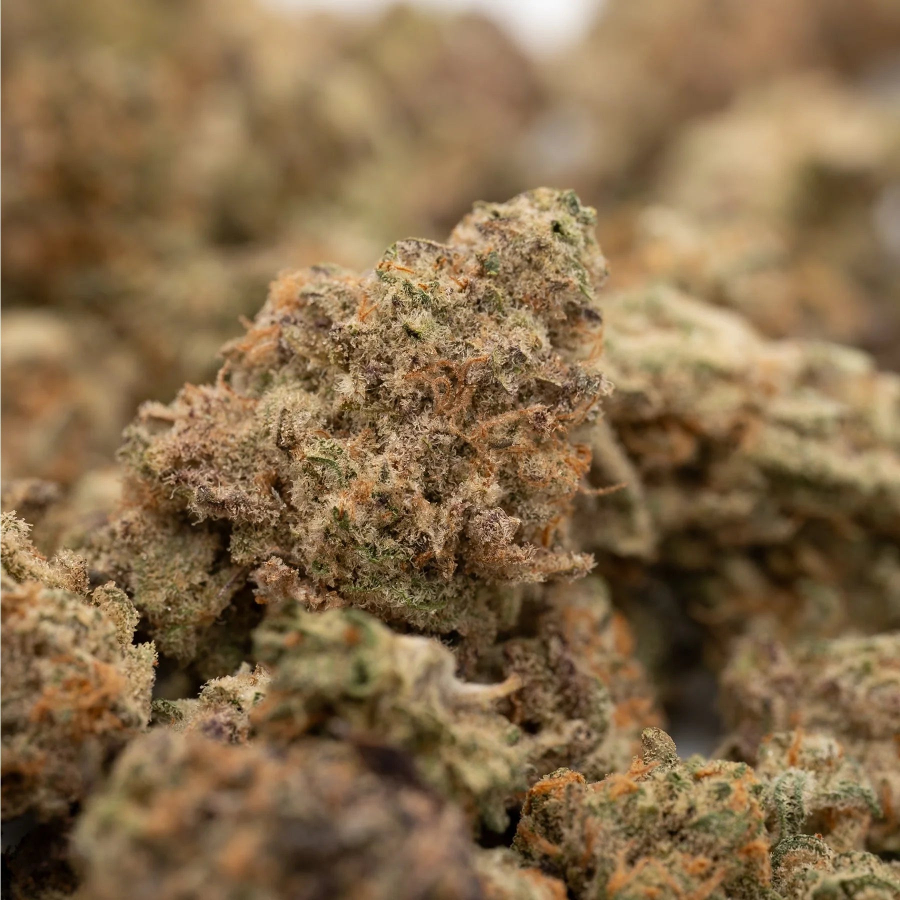 Pile of dried Pressure THCa Indoor Hemp Flower Smalls with trichomes and orange hairs