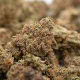 Pile of dried Pressure THCa Indoor Hemp Flower Smalls with trichomes and orange hairs