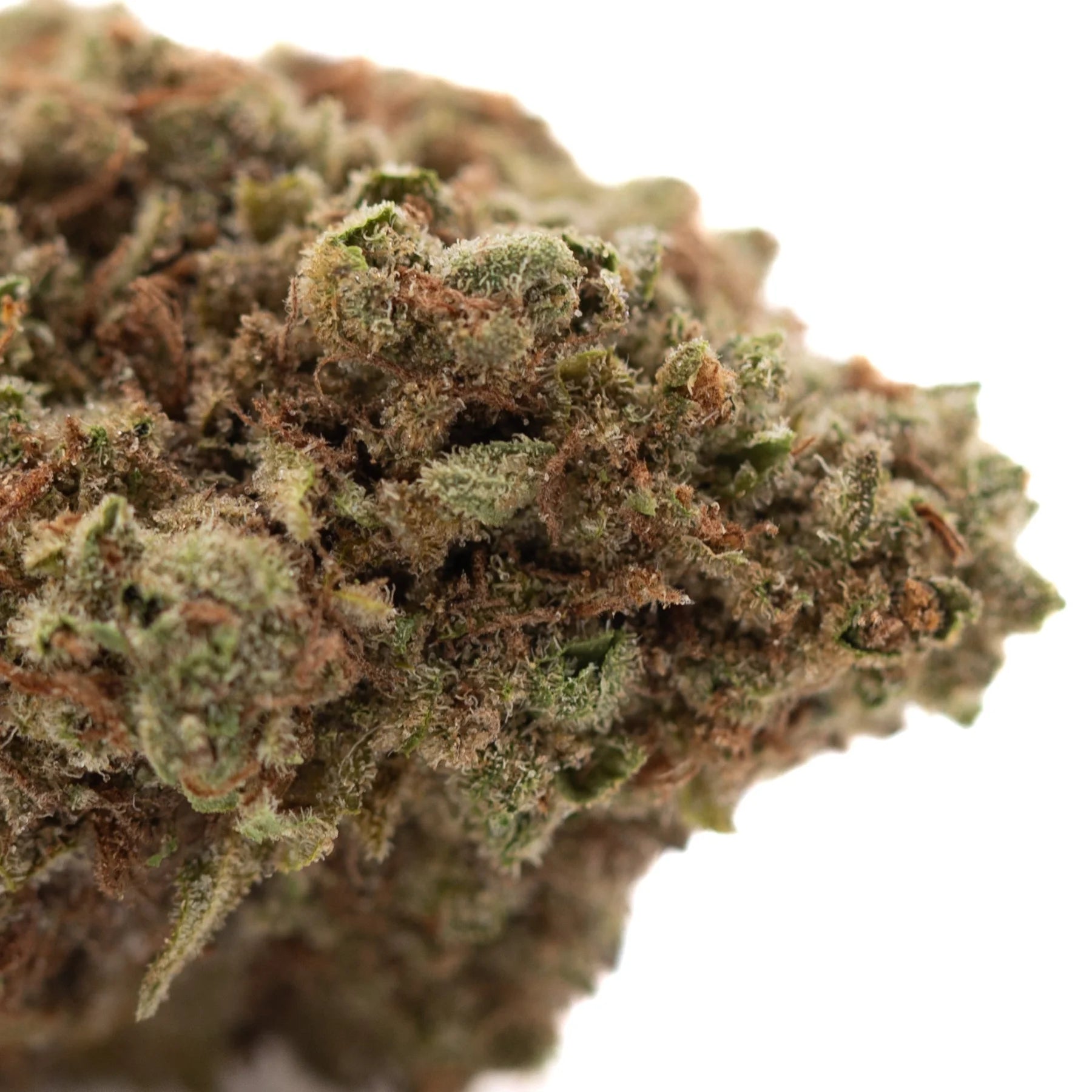 A dense resinous pure kush’s greenhouse thca flower bud with green and brown hues covered in fine trichomes showcasing kush genetics