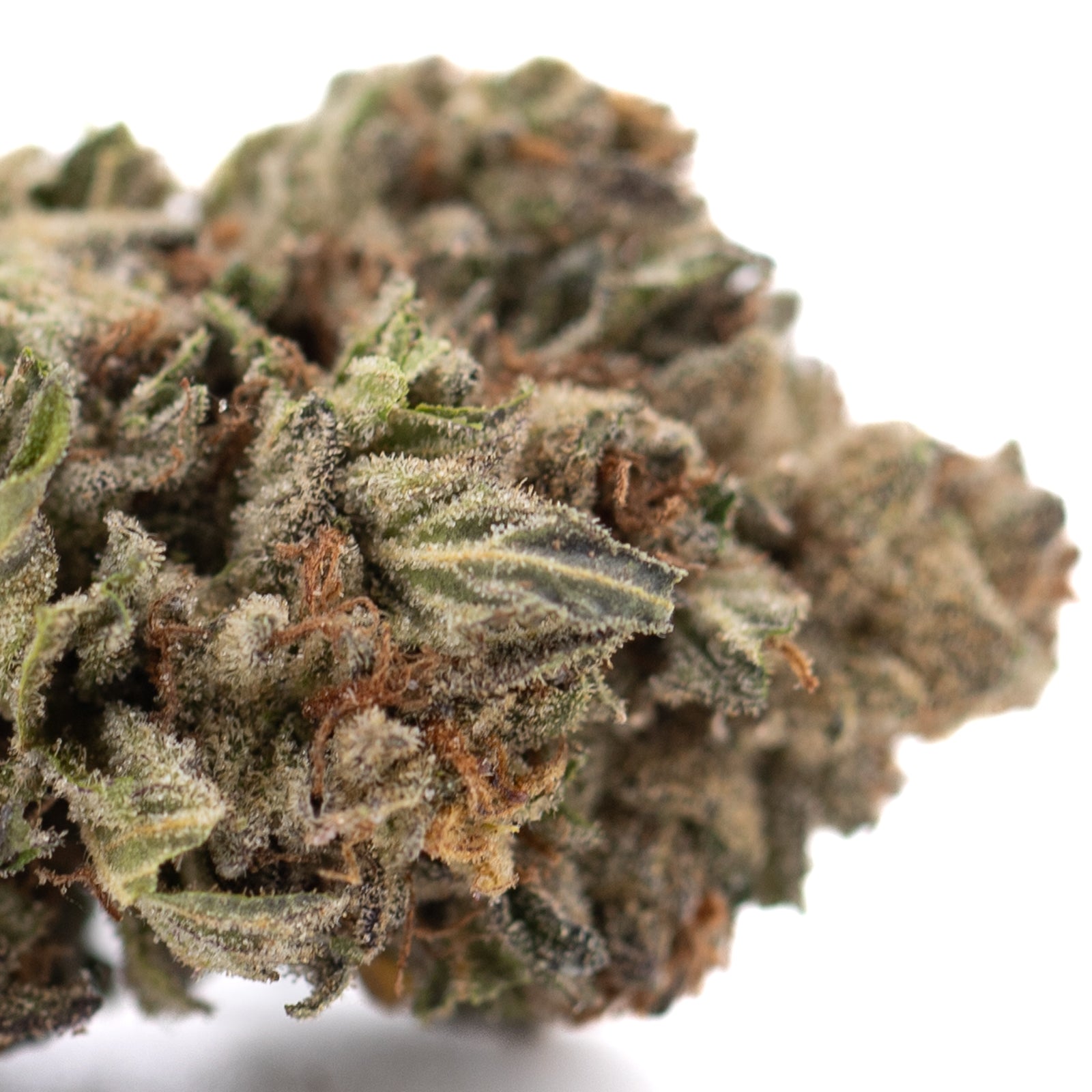 Pure Michigan THCa hemp flower bud with frosty trichomes