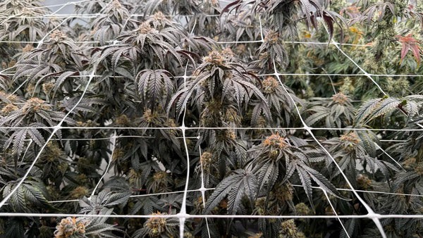 Indoor THCA Flower Benefits