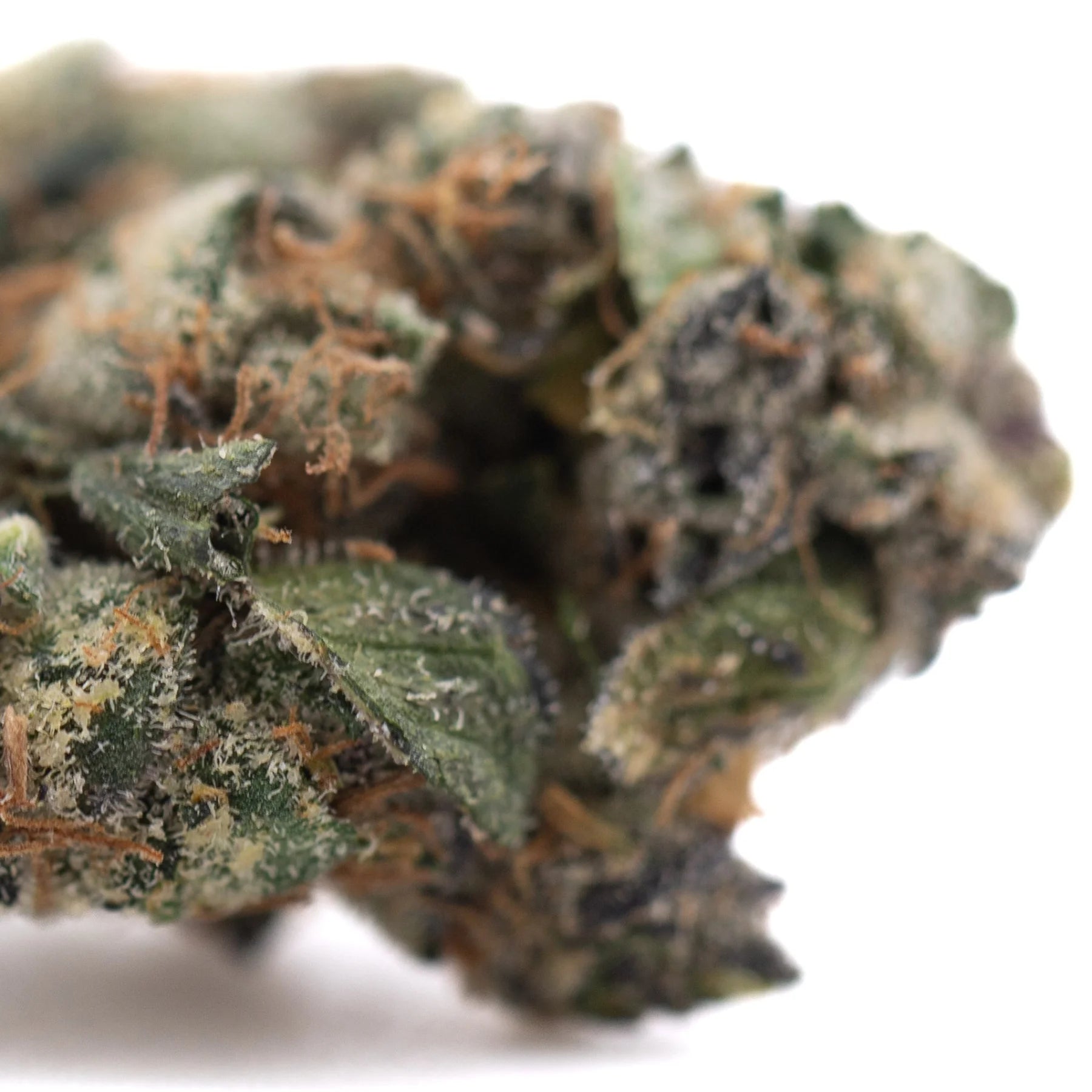Purple daquri dense green thca flower wholesale bud with white trichomes and orange pistils for mint gsc fans