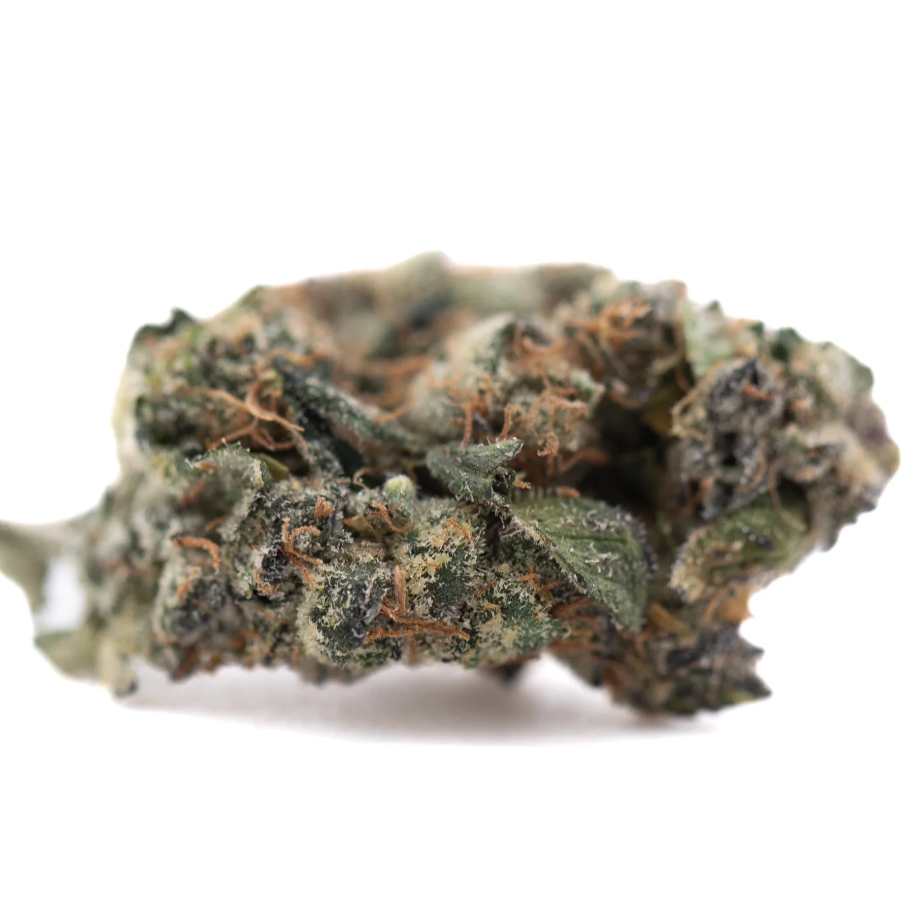 A dense green purple daquri thca flower wholesale bud with trichomes and orange pistils resembling mint gsc strain