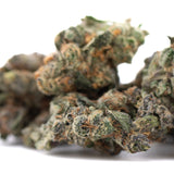 A dense green and orange-hued purple daquri thca flower wholesale bud with a frosty textured surface for mint gsc fans