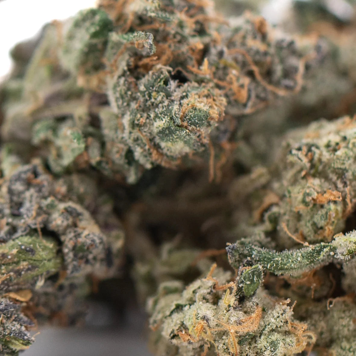 A dense purple daquri indoor thca flower wholesale bud with green orange hues and white trichomes like mint gsc