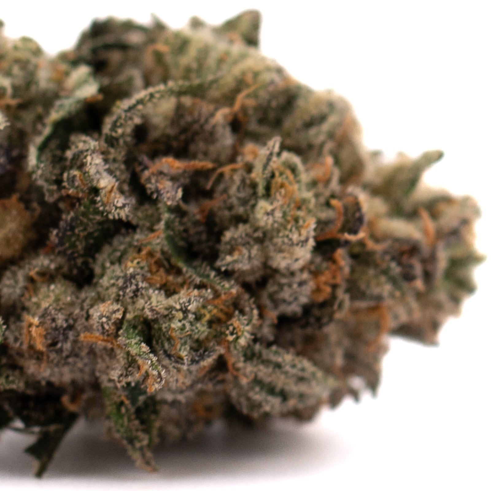 Purple Lemon Cake indoor hemp flower with dense cannabis bud, orange pistils, trichomes