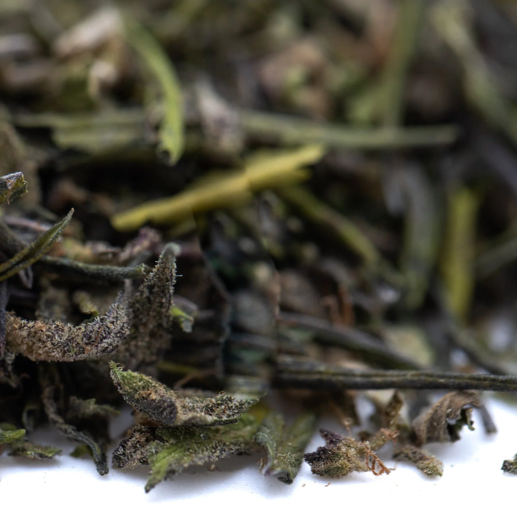 A pile of dried green tea leaves with curled edges in premium greenhouse purple marmalade thca trim with terpene profile