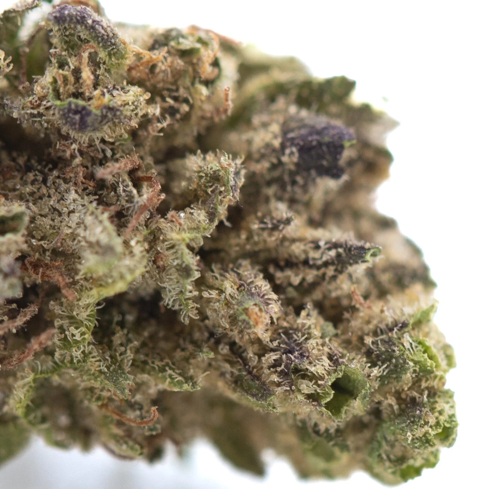 Dense green and purple purple marmalade THCa hemp flower with white trichomes and sugary honey aroma for tropicanna cookies fans