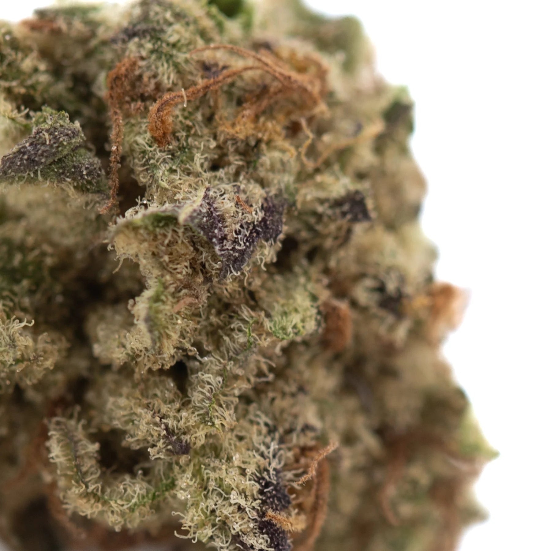 Dense purple pop rocks hemp flower with green and purple hues covered in white trichomes and brown pistils